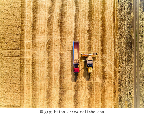 航拍农田中的收割机特写空中无人侦察机从上方看：联合收割机的谷物超载到田里的谷物卡车上。收割机将小麦倒入箱体.工作的农民。农业收获季节.